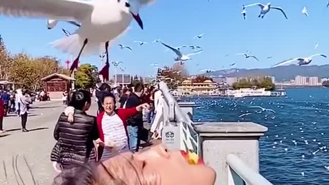 Humans and birds