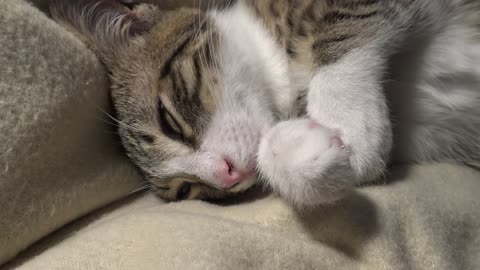 Purring Adorable Small Cat