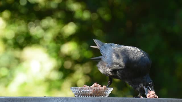 Raven Bird, Crow, EatHD 0:43Sunrise,