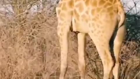 Giraffe Unable To Save Baby Giraffe