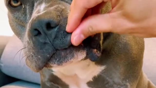 very brave dog neither the owner expected