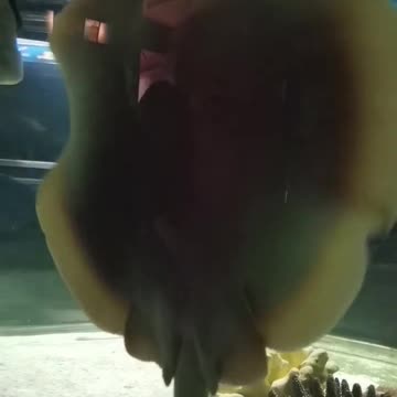 A cute little stingray