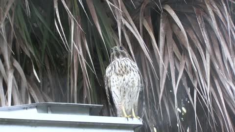 hawk on roof