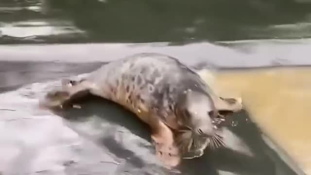 Seal slip and slide
