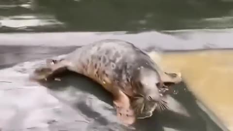 Seal slip and slide