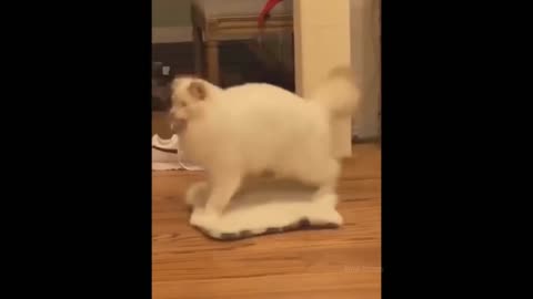 Funny cats video