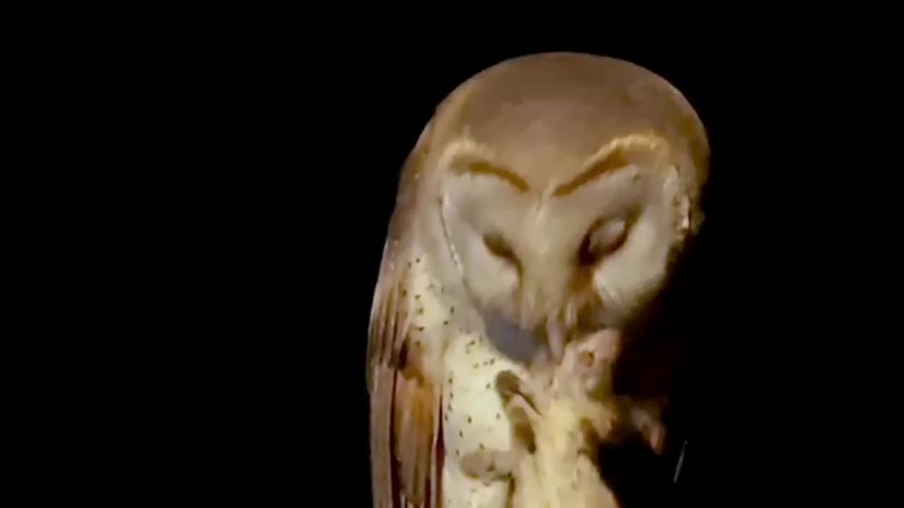 Owl