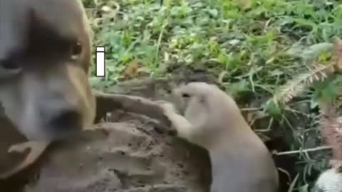 funny animals short