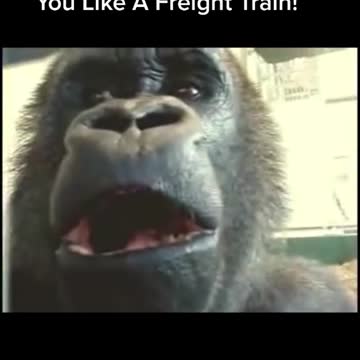 Gorilla eats a lot and farts loud