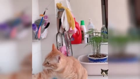 Cute cat video (47), cute and funny kitty, funny cat