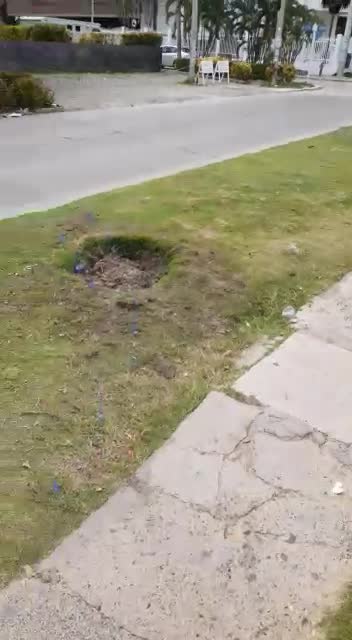 ¿Arboricidio? Conozca por qué 10 árboles fueron “arrancados” de Bocagrande