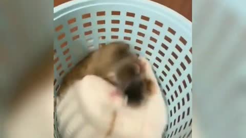#cat #catlover cats baby funny videos compilation