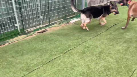 Happy dog 2021年12月19日