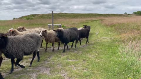 cute sheep