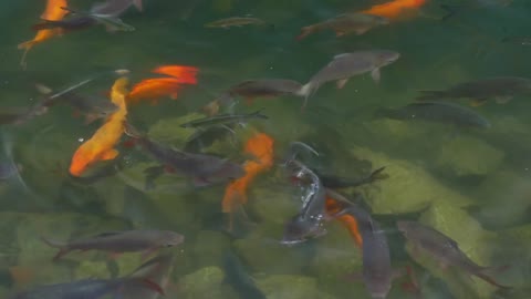 A lot of of carp and goldfish swimming in the pond with rocky ground