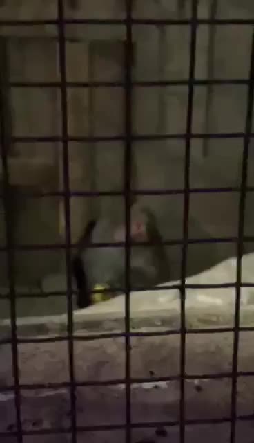 Scary virus infected monkey found in zoo middle of the jungle