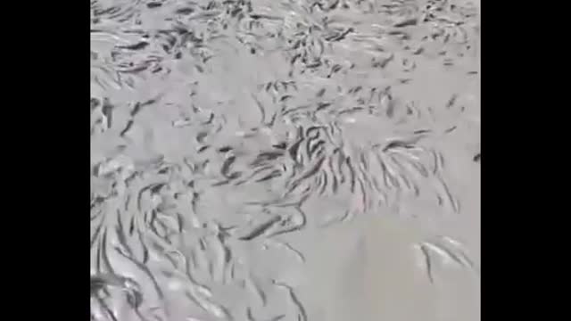 Amazing fish video