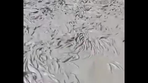 Amazing fish video