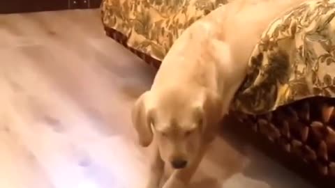 Funny Dog Videos 2021 It's time to LAUGH with Dog's life47