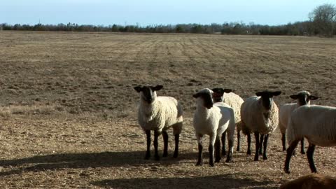 sheep in a large pasture