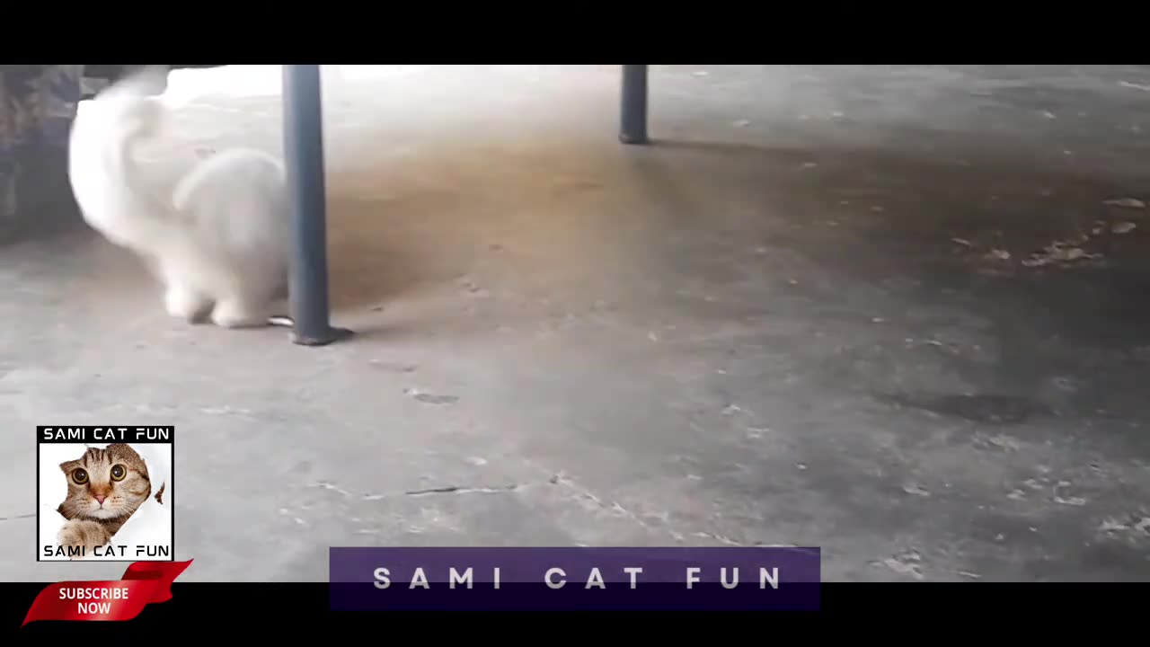 Funny Cat 😺😺😅😅😅😅 videos