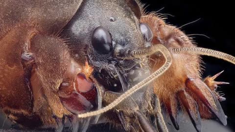 "Then and Now" Amazing Nature Photos #insects #insectdiversity