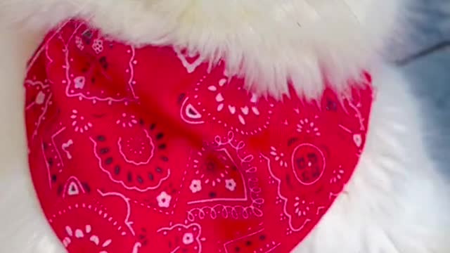 Cat video-cute cat video-funny cat video Playing