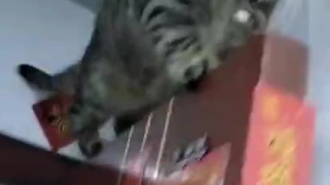 cat short video