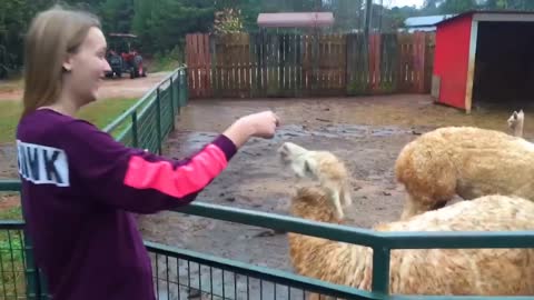 Comedy Kids and Animal fun