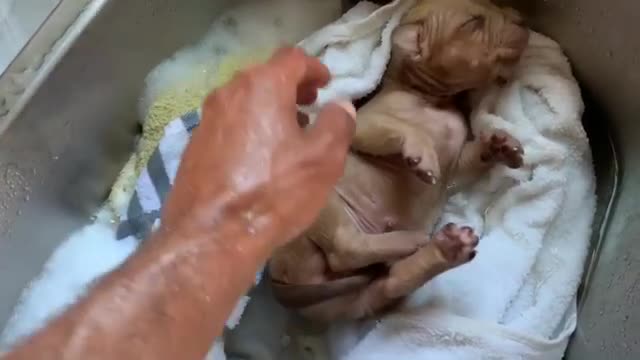 Cute. This Dog Thought He Was Back In The Womb 😂