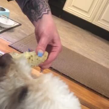 Cute little dog loves corn on the cob