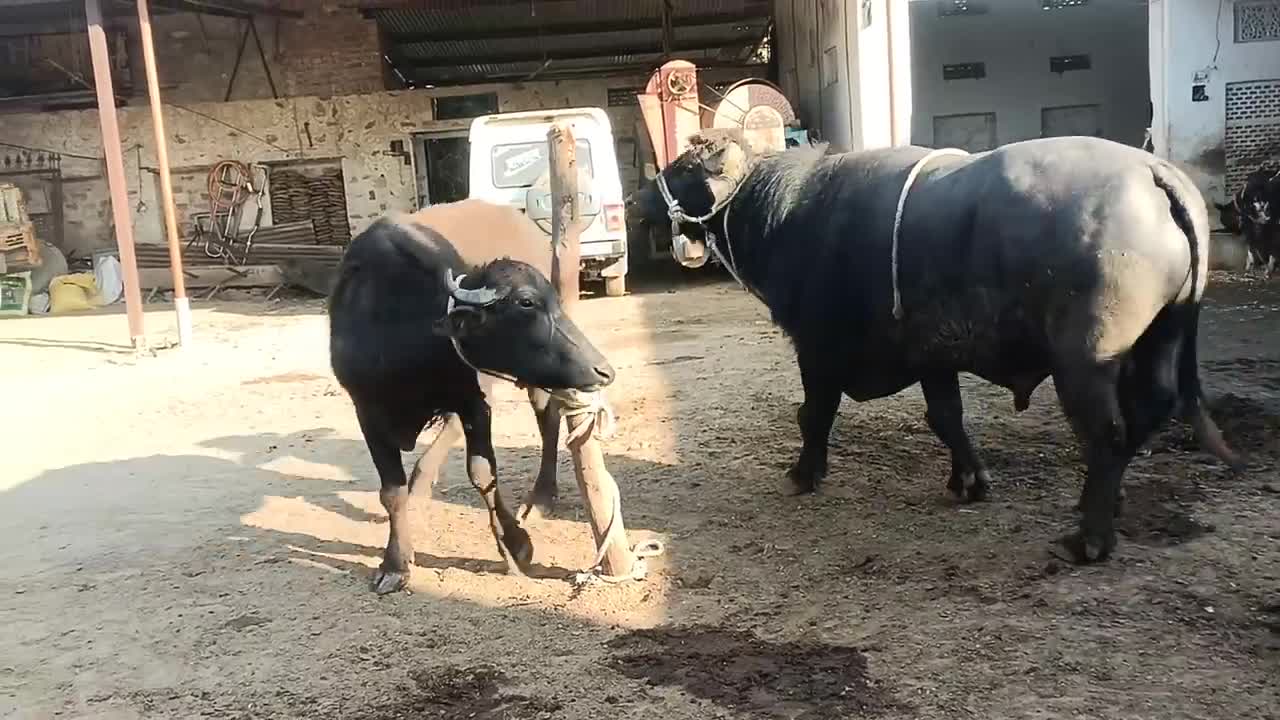 New baffaloo