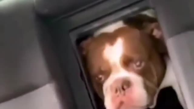 Funny Dogs in car