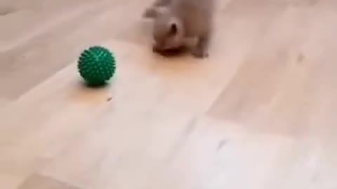 kitten/ Ball