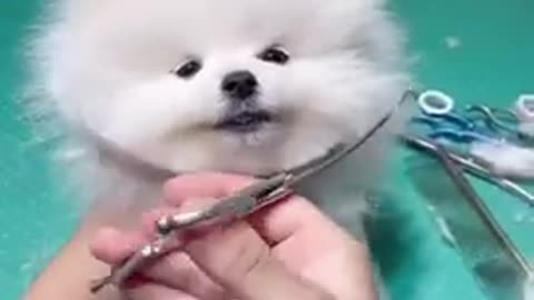 Cute dog ball cutting