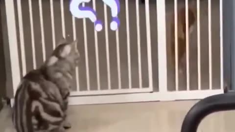 Funny cats