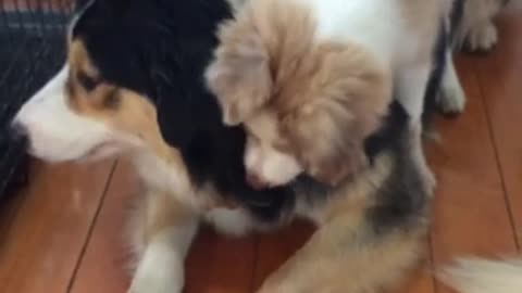 Dog on top of other dog and then falling
