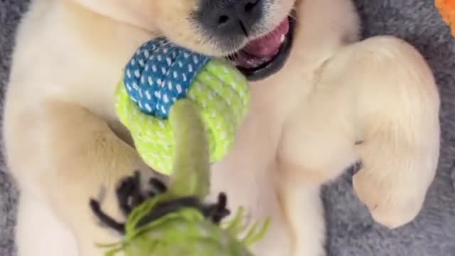 Labrador lovely daily life Pt.7