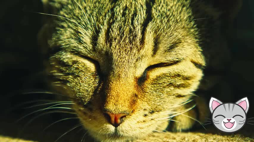 My cat taking an afternoon nap at the window - Music for my cat to sleep