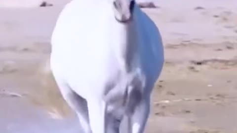 beautiful animals video