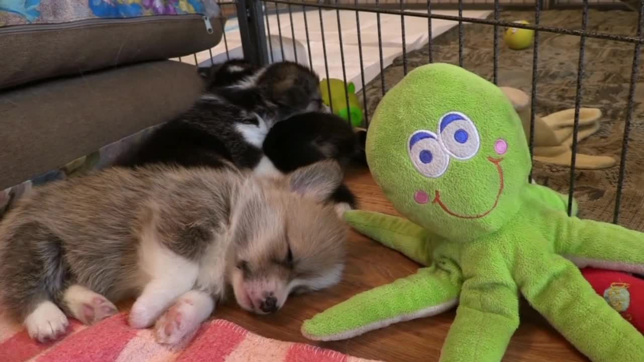 Cutest sleeping puppies