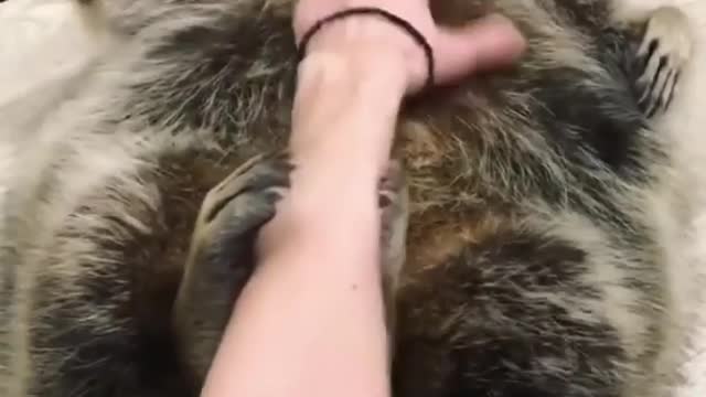 Little cute is enjoying the master's massage