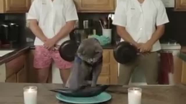 Cat Cooking Show