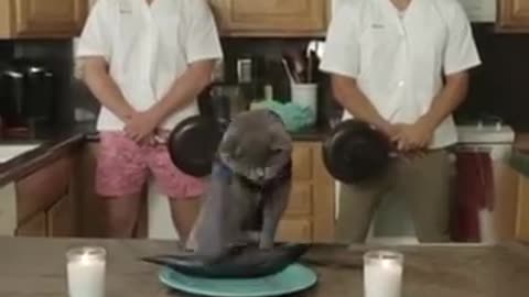Cat Cooking Show