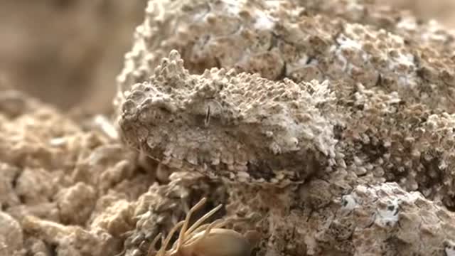 Surprised by the Most Rare Snake You Have Never Met It
