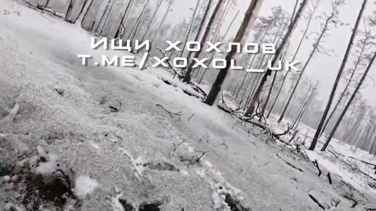 The pig squeals. crests decided to make a video for TikTok
