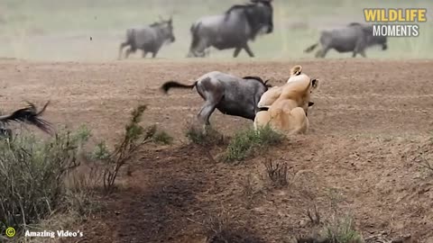 The hard life of a Wildebeest