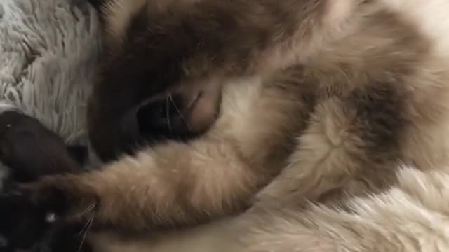 A white cat with black paws is curled in a ball