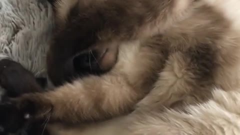 A white cat with black paws is curled in a ball