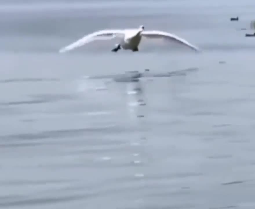 Swan landing in the water ABS